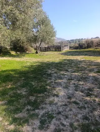 Sahibinden Akhisar Sindelli Köyünde Satılık Zeytinlik