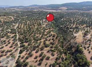 Bergama Zeytindağ'da 7330 M2 Zeytinlik Satılık