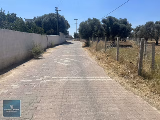 Çapak'da Yolu Olan Dümdüz Satılık Zeytinli Tarla