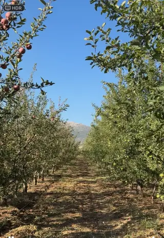 Satılık 10.000m² Elma Bahçesi Yatırım Tarım İçin Eşsiz Fırsat!