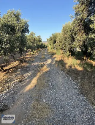 Akhisar Efendi Mahallesin De Satılık Zeytinlik