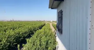 Yüreğir *abdioğlu *tek Tapu* 60 Dönüm *bahçe*bakımlı 46dönüm Greyfurt Rio Ret--14dönüm Limon Mayer
