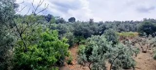 Alpaslan Emlaktan İmara 130m.resmi Yol Kenarı 1132m2 Zeytinlik