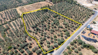 Karacasu Cuma Mahallesinde Satılık 17.926 M² Yola Cephe Zeytinlik