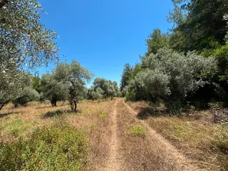 Satılık Zeytinli Tarla