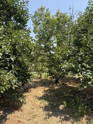 Honazda Satılık Meyve Bahçesi