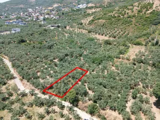 Limax'tan Çeltikçi De Resmi Yola Cephe, Göl Manzaralı Zeytinlik