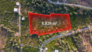 Ürkmez Payamlı 8.829 M2 Zeytin Ağaçlı Tarla