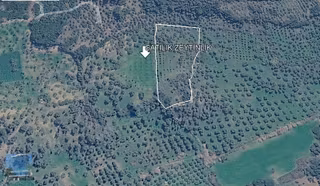 Torbalı Yazıbaşı Satılık Zeytinlik