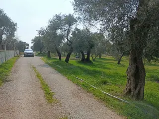 İzmir Torbalı Orman Köyde 2.200m2 Ata Toprağı Satılık