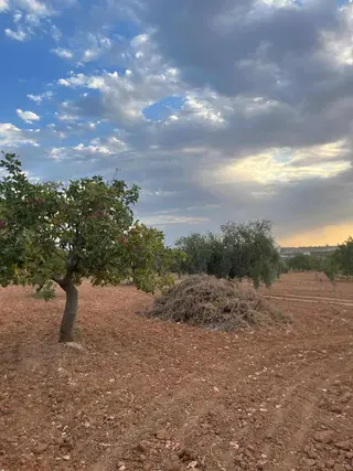 Barondan Magracık Fıstık Tarlası İmarlara Yakın