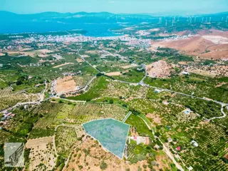 Sığacık Akarca Yoluna Komşu 16.826m² Satılık Narenciye Bahçesi
