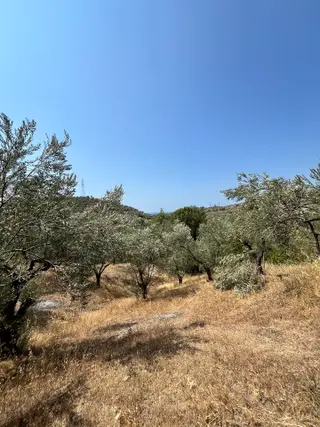 Sahibinden Çamlıbel Satılık Zeytinlik 2929 Metrekare