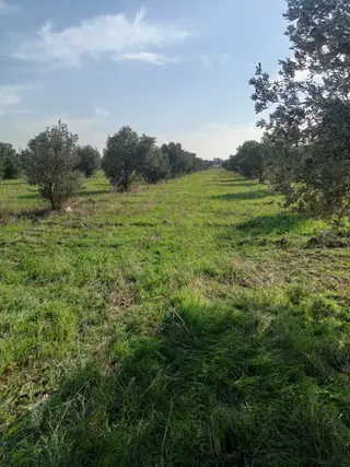 Satılık Zeytinlik - Sahibinden