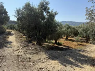 İznik Yeşilcami Mahallesinde Yolu Olan 2076 M2 Bakımlı Zeytinlik
