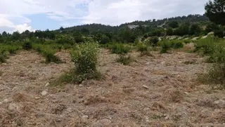 Aydın'dan Gülnar Hacıplnar Mh Fırsat Acil Satılık Tarla 4.875.91 M²