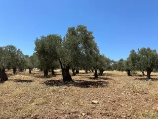 Ayvada'dan Ayvalık Mutluda Deniz Manzaralı 7.5 Dönüm Bakımlı Zeytinlik