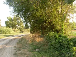 Yenıkonak Mahmut Mezrası Tarla