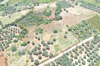Şarköy Gaziköy Mahallesi'nde 4.184 M² Zeytinlik Ve Bağ Satılık