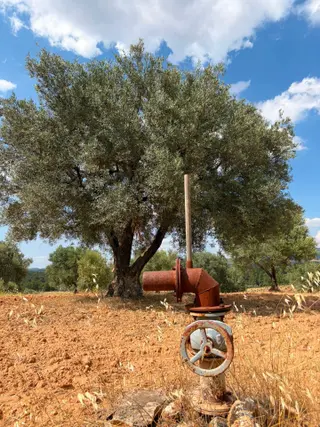 Karacasu Dedeler'de 62 Dönüm Verimli Satılık Zeytinlik