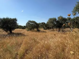 Buket Emlaktan Satılık Zeytinlikler