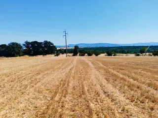 Babayakada 11.266 M2 Ana Asfalta 100mt Yatırımlık Verimli Tarla