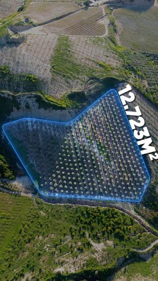 Manisa Alaşehir Kozluca Mahallesinde Satılık Zeytinlik
