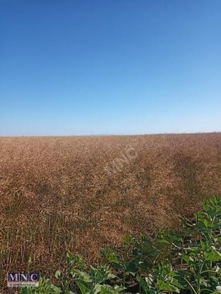 Tekirdağ Süleymanpaşa Karacakılavuz 4150 M2 Tarla