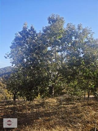 Manisa Alaşehir Bahadır Mh Satılık Meyvelik