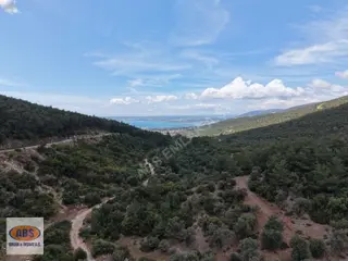 Didim Akbükte Deniz Manzaralı Satılık Zeytinlik