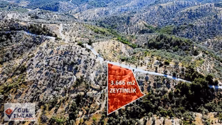 Seferihisar Beyler Köyü 3.666 M² | Asfalt Cepheli | Eshot Geçen