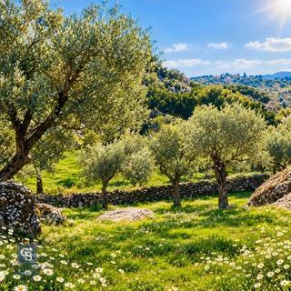 Aydın Buharkent Ana Yola Yakın 12.794m2 Yatırımlık Satılık Tarla