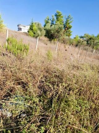 Sarılar Yamaç Park Sitesi Yanında 2 Dönüm Tarlamız Satılıktır