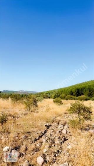 Acil Saruhanlı Bahadır'da 4.716 M² 55 Zeytinli Satılık Tarlamız!