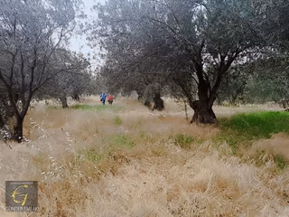 Bergama Zeytindağ Mevkiinde Tek Tapu Satılık Zeytinlik