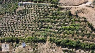 Alanya Çamlıcada 10 Dönüm Müstakil Tapulu Satılık Tarla