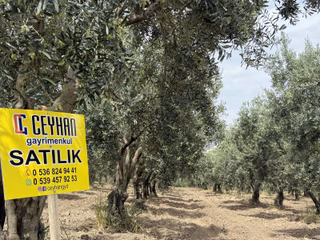 Ballıca'da Satılık Zeytinlik