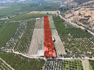 Satılık.. İzmir Selçuk'da 8.474 M2 Mandalin Bahçesi...