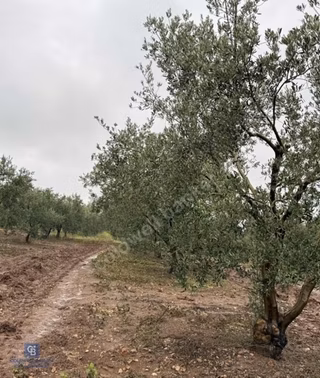 Bandırma Şirinçavuş Zeytin Ağaçları Olan Deniz Manzaralı Tarla