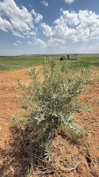 Şanlıurfa Haliliyeyerolukta Satılık 5 Dönüm