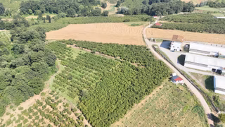 Kızılcaalide Kullanım Yolu Olan 5.000 M2 Satılık Fındık Bahçesi
