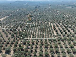 Ballıca Mahallesinde Satılık 8.250 M² Tam Verimde Zeytin Bahçes