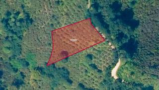 Ordu Hekimoğlu'ndan Perşembe Beylide Satılık 2500 M2 Bahçe