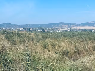 Manisa Yunusemre Gülbahçe'de Köye Yakın 175 Dönüm Zeytinlik