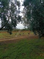 Sahibinden Bursa İznik Satılık Arsa Tarla