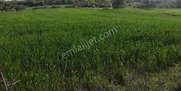 Susurluk Babaköy De 57000 M2 Satılık Tarla