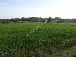 Susurluk Babaköy De 57000 M2 Satılık Tarla