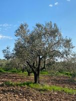 Satılık Zeytinlik