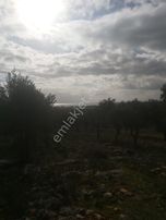 Didimde 8 Dönüm Satılık Tarla