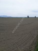 95dönüm Satılık Pamuk Tarlası